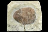Fossil Leaf (Zizyphoides) - Montana #165029-1